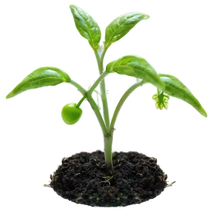 Tomato Seedlings PNG 05242024