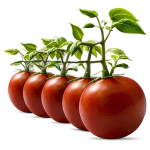 Tomato Seedlings PNG Exp