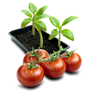 Tomato Seedlings PNG Pim