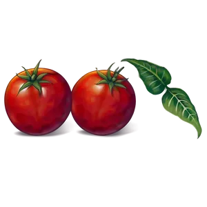 Tomato Sketch Png Asd12 PNG image