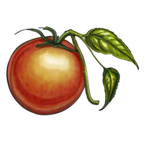 Tomato Sketch PNG Yxb PNG