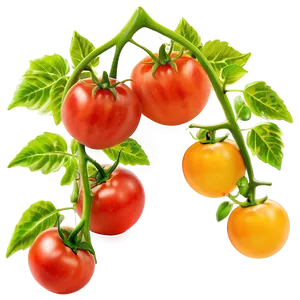 Tomato Vine Isolated PNG 06212024 PNG