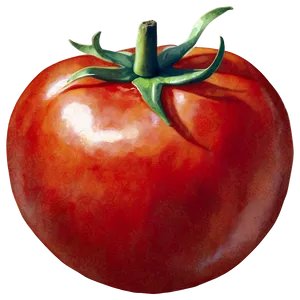 Tomato Watercolor PNG Fow84 PNG