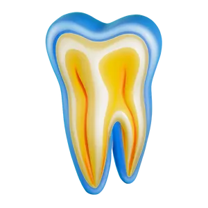 Tooth Model Png 05242024 PNG image