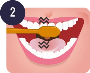 Toothbrushing Step2 PNG image