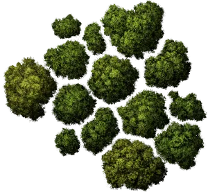 Top Down Forest Canopy View