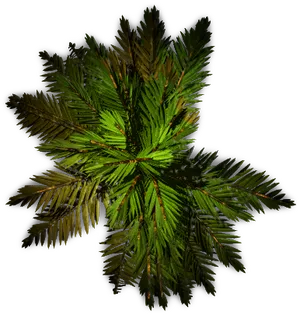 Top Down Viewof Palm Tree PNG image