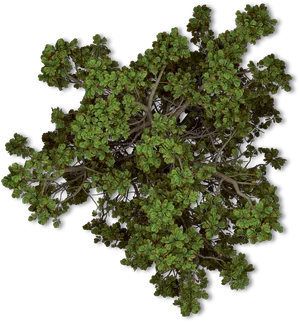 Top Down Viewof Tree Canopy PNG image