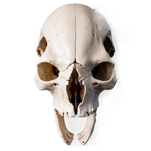 Top View Animal Skull PNG Prc PNG