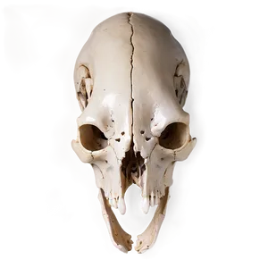 Top View Animal Skull PNG Qfp9 PNG