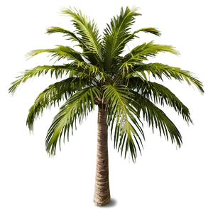 Top View Palm Trees PNG 05042024