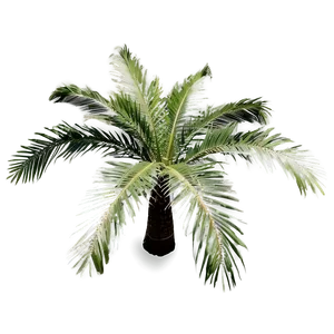 Top View Palm Trees PNG 05042024