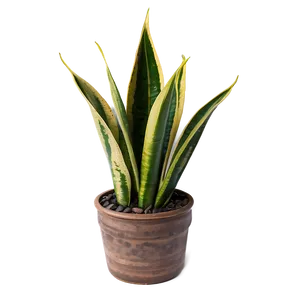 Top View Snake Plant PNG Eec PNG
