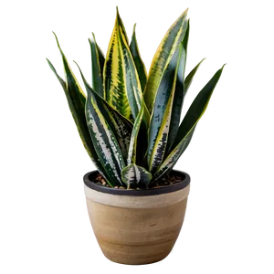 Top View Snake Plant Png Vpy58 PNG image