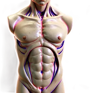 Torso B PNG image