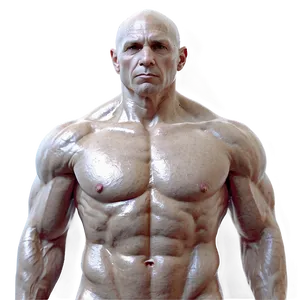 Torso Reference For Artists PNG 06282024