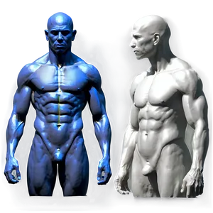 Torso Reference For Artists PNG 85