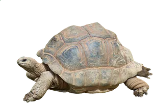 Tortoise Profile Black Background PNG image