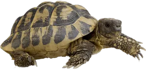 Tortoise_ Profile_ View PNG image