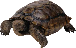 Tortoiseon Transparent Background.png PNG