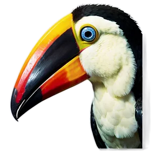 Toucan Bird Closeup PNG Gdd80 PNG