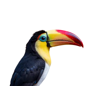 Toucan Bird Closeup PNG Xlk38 PNG