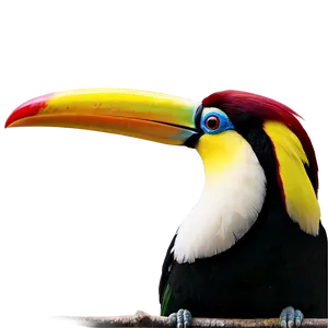 Toucan Family PNG 06112024