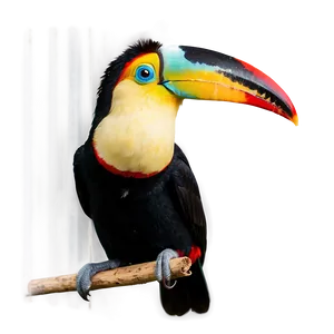 Toucan Side View Png Jlo PNG image