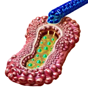 Touch Receptor Cells PNG 06122024