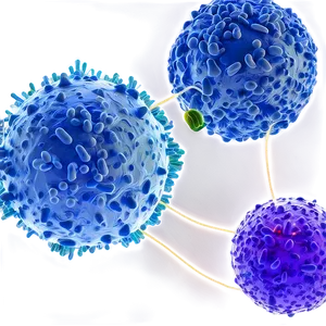 Touch Receptor Cells PNG 06122024