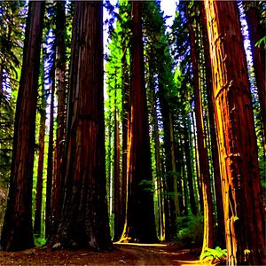 Towering Redwood Forest Photo PNG Ibv