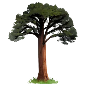 Towering Redwood Trees PNG 49