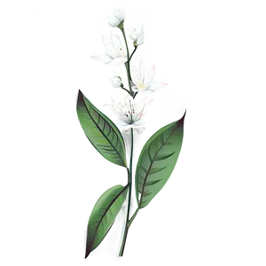 Traditional Botanical Print PNG 19