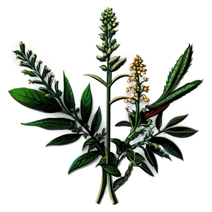 Traditional Botanical Print PNG 3 PNG