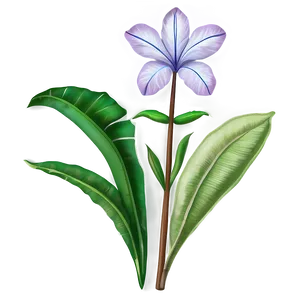 Traditional Botanical Print PNG Dgu PNG