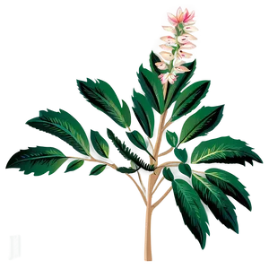 Traditional Botanical Print PNG Hii