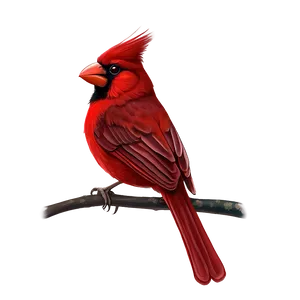 Traditional Cardinal Art Png Dxo3 PNG image