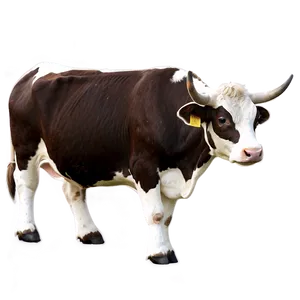 Traditional Cow Png 16 PNG image