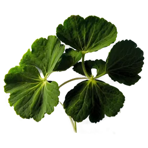 Traditional Geranium Leaf Png 06252024 PNG image