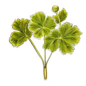 Traditional Geranium Leaf PNG 06252024 PNG