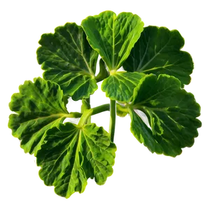 Traditional Geranium Leaf Png 57 PNG image