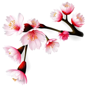 Traditional Sakura Flower PNG Oxc