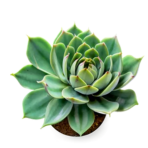 Traditional Succulent Png 05242024 PNG image