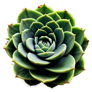 Traditional Succulent Png 05242024 PNG image