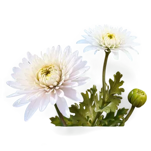 Tranquil Chrysanthemum Png 50 PNG image