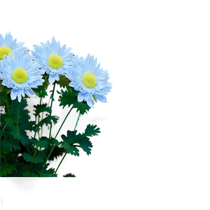 Tranquil Chrysanthemum Png 89 PNG image