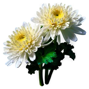 Tranquil Chrysanthemum Png Pmb63 PNG image