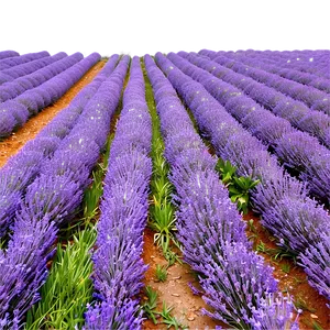 Tranquil Lavender Field PNG 06132024 PNG