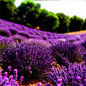 Tranquil Lavender Field PNG Syp PNG