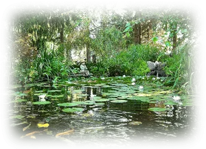 Tranquil Pondwith Koiand Lilies PNG image